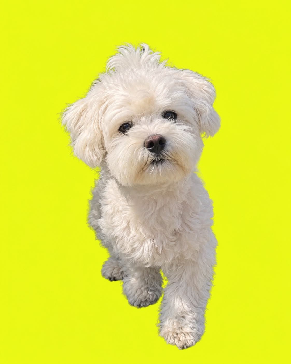 Monty